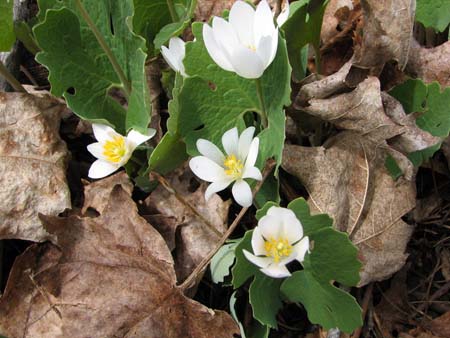 Bloodroot