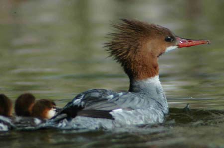 Merganser