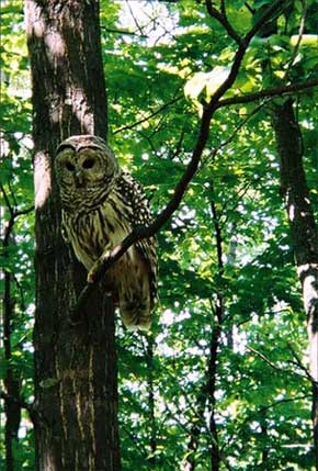 Barred owl