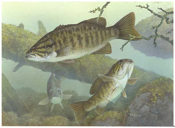 Smallmouth bass