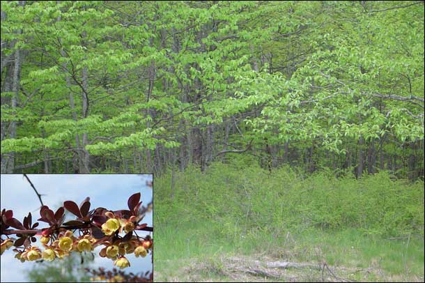 Berberis thunbergii