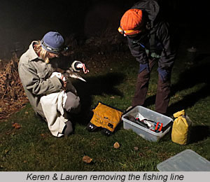 loon rescue