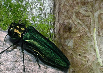 Emerald ash borer