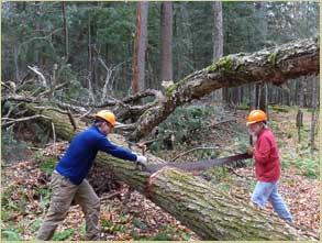 Sylvania trail clearing