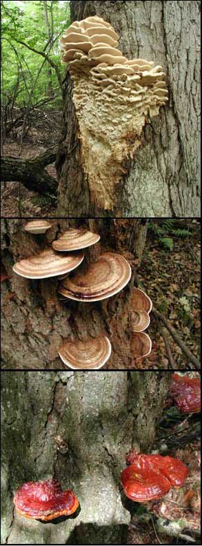 tree fungi