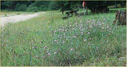 knapweed on  the beach