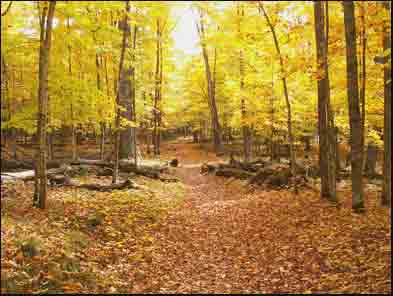 a cleared trail