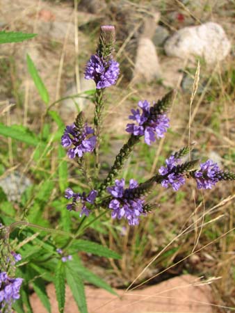Blue_Vervain