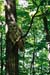 Barred_owl