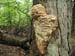 Tree_fungus