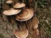 Tree_fungus2